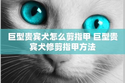 巨型貴賓犬怎么剪指甲 巨型貴賓犬修剪指甲方法