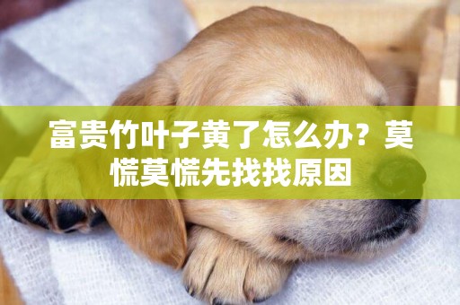 富貴竹葉子黃了怎么辦？莫慌莫慌先找找原因