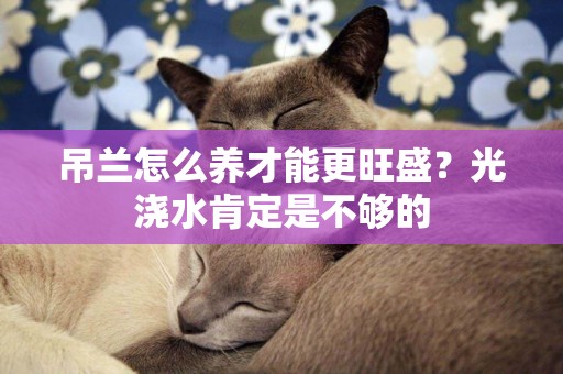 吊蘭怎么養才能更旺盛？光澆水肯定是不夠的