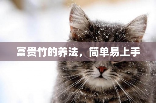 富貴竹的養法，簡單易上手