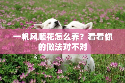 一帆風順花怎么養？看看你的做法對不對