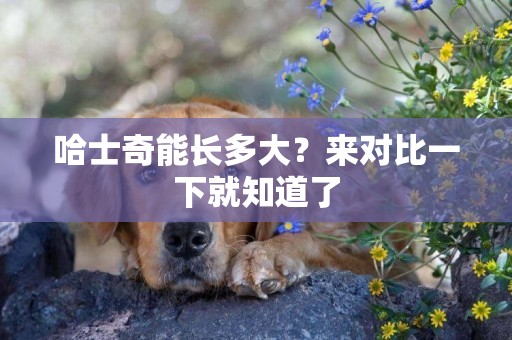 哈士奇能長多大？來對比一下就知道了