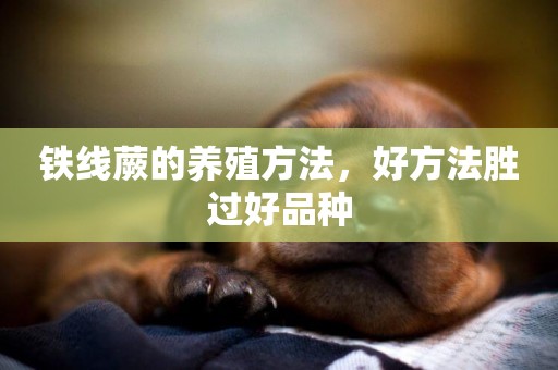 鐵線蕨的養殖方法，好方法勝過好品種