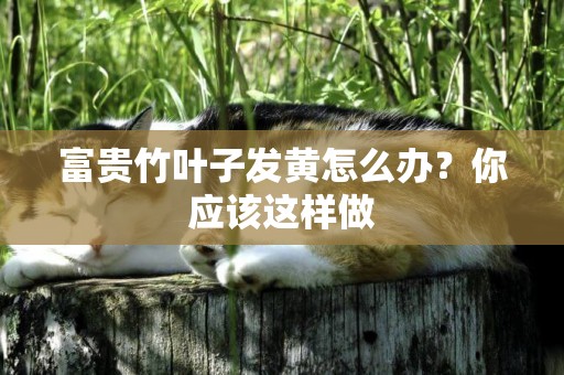富貴竹葉子發黃怎么辦？你應該這樣做