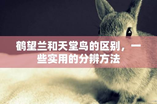 鶴望蘭和天堂鳥的區別，一些實用的分辨方法