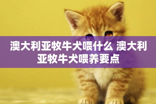 澳大利亞牧牛犬喂什么 澳大利亞牧牛犬喂養要點