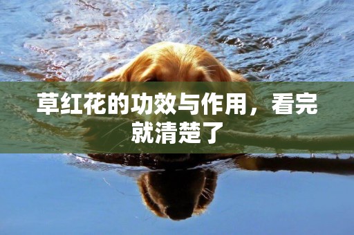 草紅花的功效與作用，看完就清楚了