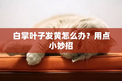 白掌葉子發黃怎么辦？用點小妙招