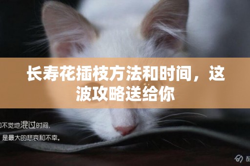 長壽花插枝方法和時間，這波攻略送給你
