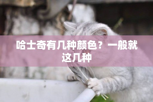 哈士奇有幾種顏色？一般就這幾種