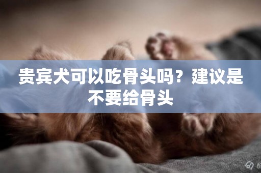 貴賓犬可以吃骨頭嗎？建議是不要給骨頭