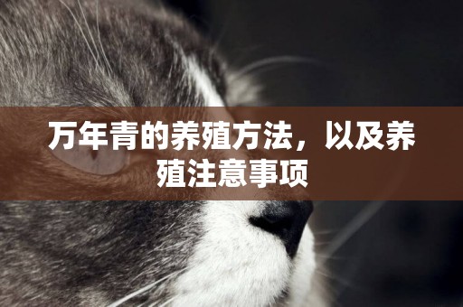 萬年青的養殖方法，以及養殖注意事項