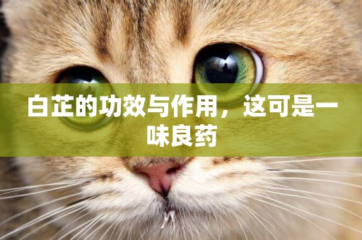 白芷的功效與作用，這可是一味良藥