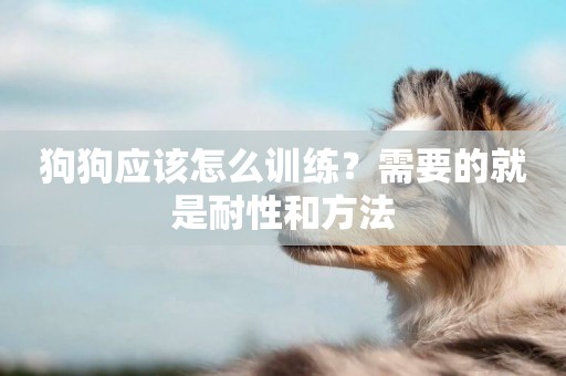 狗狗應該怎么訓練？需要的就是耐性和方法