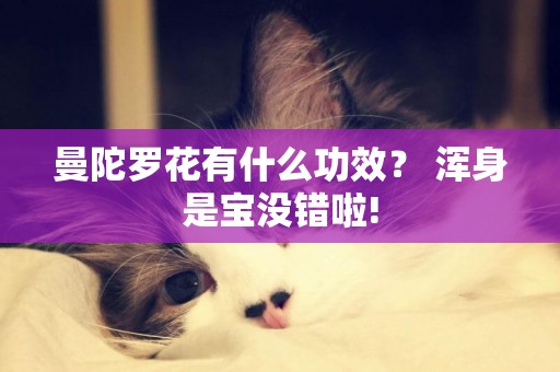 曼陀羅花有什么功效？ 渾身是寶沒錯啦!