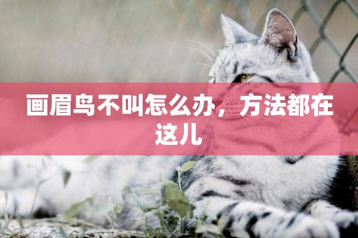 畫眉鳥不叫怎么辦，方法都在這兒