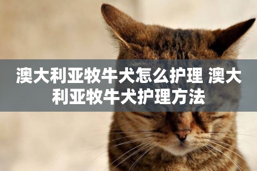 澳大利亞牧牛犬怎么護理 澳大利亞牧牛犬護理方法