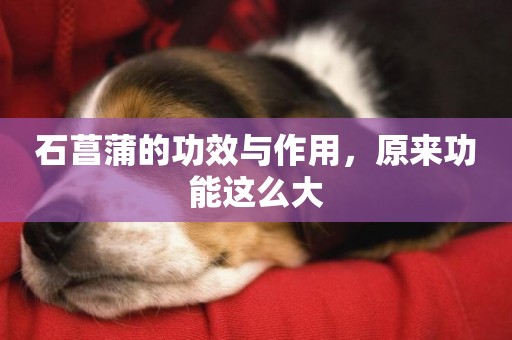 石菖蒲的功效與作用，原來功能這么大