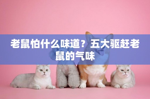 老鼠怕什么味道？五大驅趕老鼠的氣味