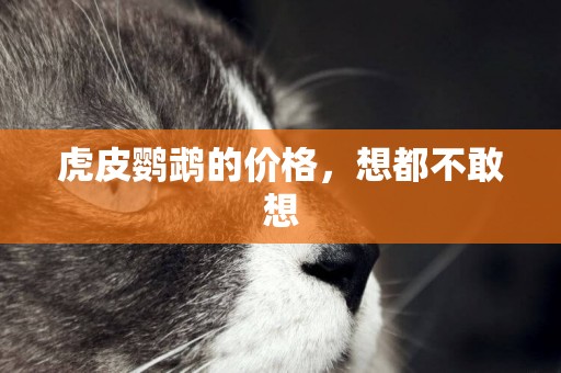 虎皮鸚鵡的價格，想都不敢想