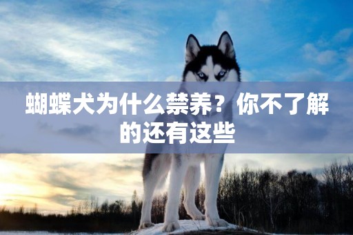 蝴蝶犬為什么禁養？你不了解的還有這些