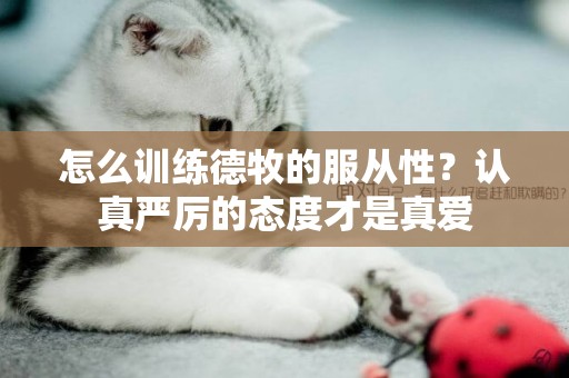 怎么訓練德牧的服從性？認真嚴厲的態度才是真愛