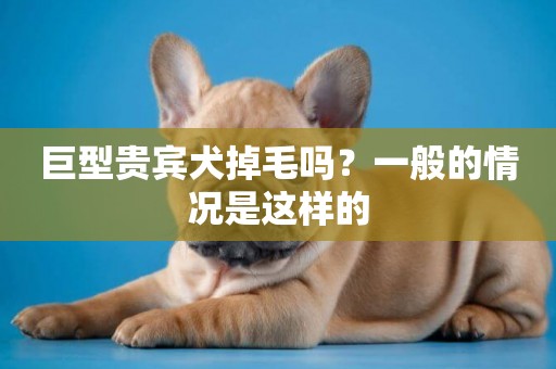 巨型貴賓犬掉毛嗎？一般的情況是這樣的