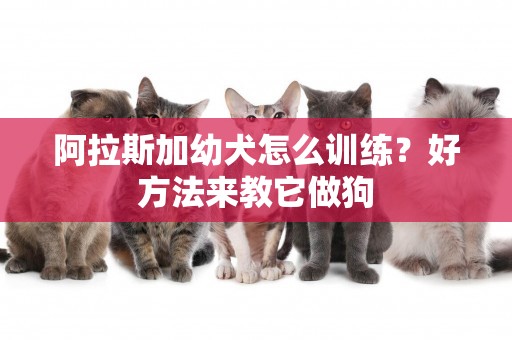 阿拉斯加幼犬怎么訓練？好方法來教它做狗