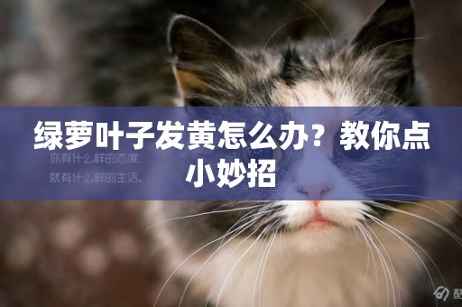 綠蘿葉子發黃怎么辦？教你點小妙招