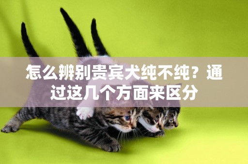 怎么辨別貴賓犬純不純？通過這幾個方面來區分