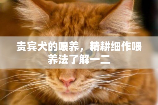 貴賓犬的喂養，精耕細作喂養法了解一二