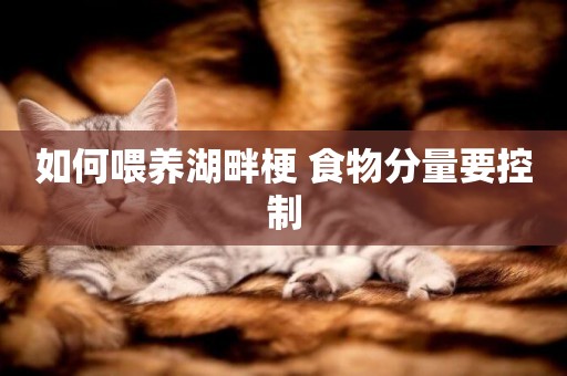 如何喂養湖畔梗 食物分量要控制