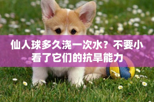 仙人球多久澆一次水？不要小看了它們的抗旱能力