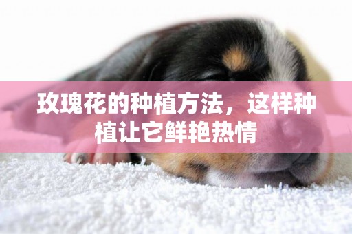 玫瑰花的種植方法，這樣種植讓它鮮艷熱情