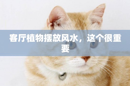 客廳植物擺放風水，這個很重要