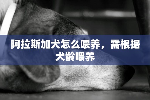 阿拉斯加犬怎么喂養，需根據犬齡喂養