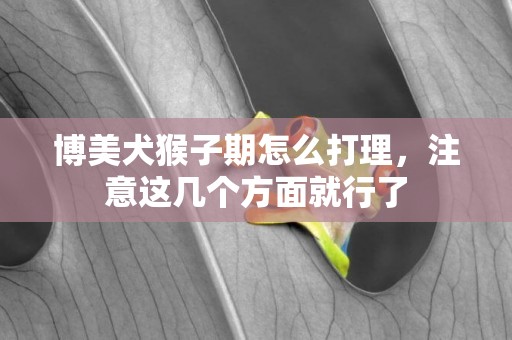 博美犬猴子期怎么打理，注意這幾個方面就行了