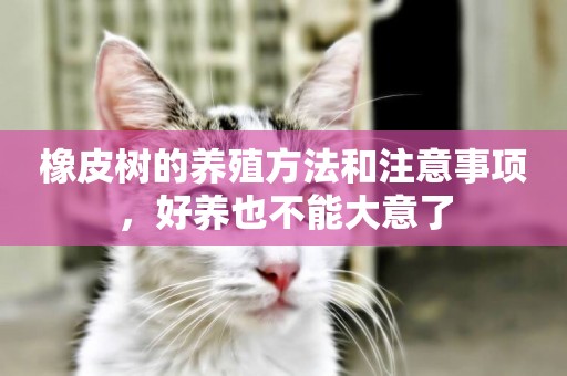 橡皮樹的養殖方法和注意事項，好養也不能大意了
