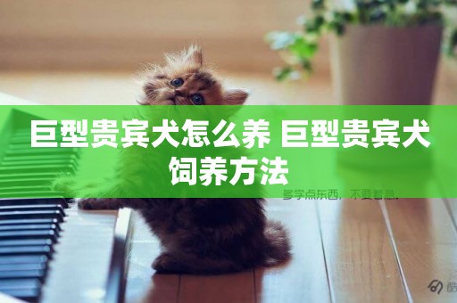 巨型貴賓犬怎么養 巨型貴賓犬飼養方法