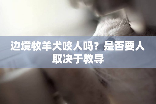 邊境牧羊犬咬人嗎？是否要人取決于教導