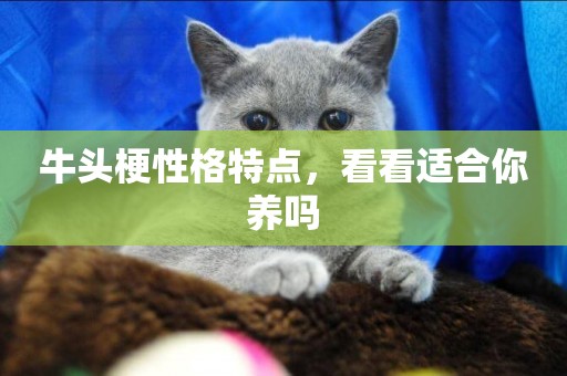 牛頭梗性格特點，看看適合你養嗎