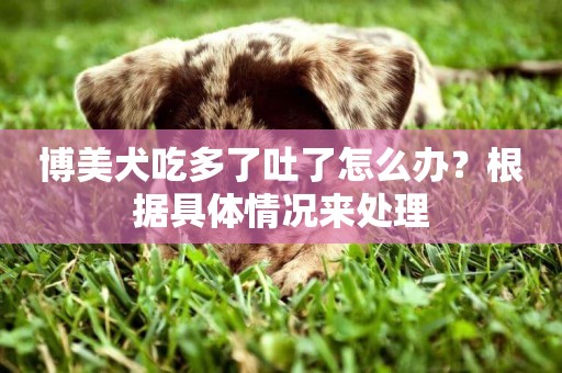 博美犬吃多了吐了怎么辦？根據具體情況來處理