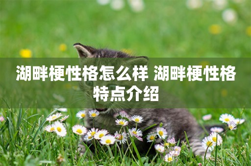 湖畔梗性格怎么樣 湖畔梗性格特點介紹