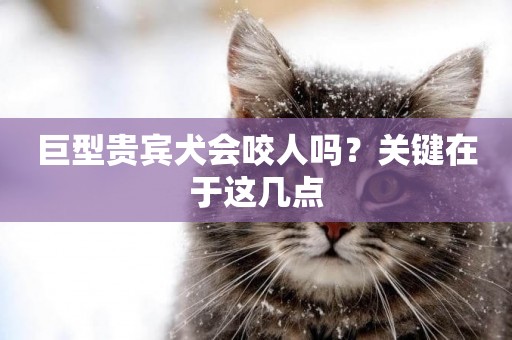 巨型貴賓犬會咬人嗎？關鍵在于這幾點