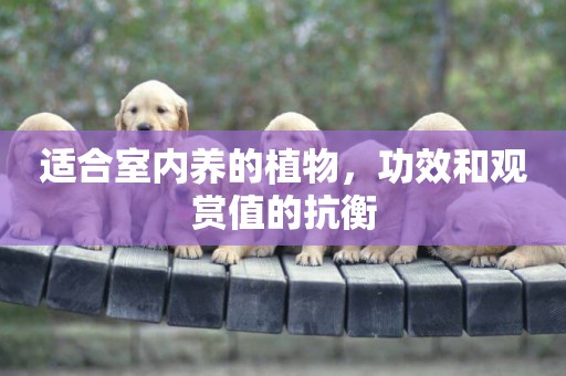 適合室內養的植物，功效和觀賞值的抗衡