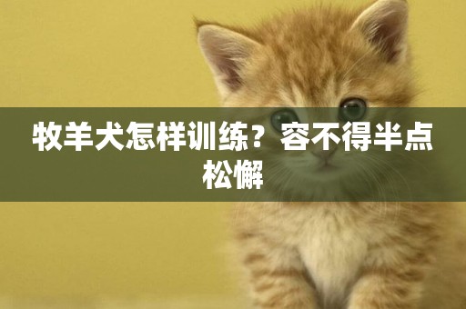 牧羊犬怎樣訓練？容不得半點松懈