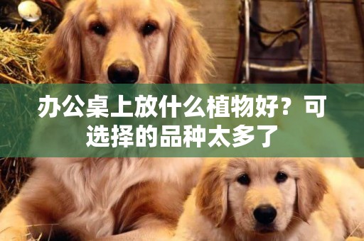 辦公桌上放什么植物好？可選擇的品種太多了