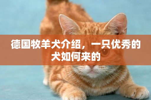 德國牧羊犬介紹，一只優秀的犬如何來的