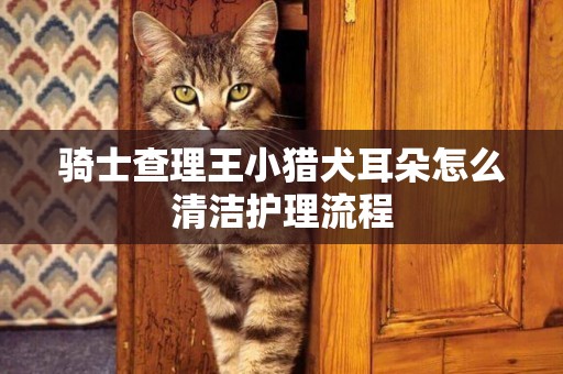 騎士查理王小獵犬耳朵怎么清潔護理流程