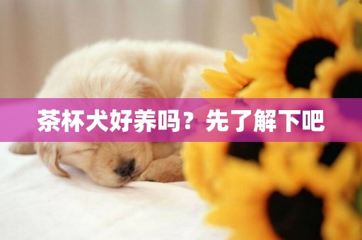 茶杯犬好養嗎？先了解下吧